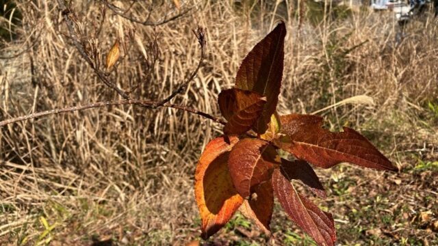 枯野に若草 M Artlabo 枯野に若草 M Artlabo